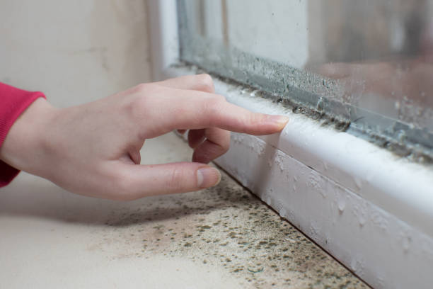 Best Mold-Related Health Consultation  in Elroy, WI